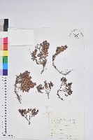 藏品(高山白珠樹)的圖片