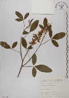 藏品(黃野百合)的圖片