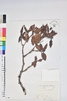 藏品(紅毛杜鵑)的圖片