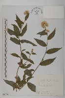 藏品(大頭艾納香)的圖片