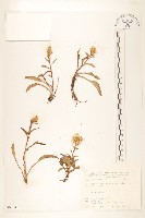 藏品(一枝黃花)的圖片