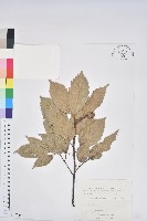 藏品(青剛櫟、鐵椆)的圖片