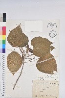 藏品(紅頭鐵莧、蘭嶼鐵莧)的圖片