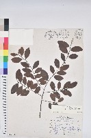 藏品(土密樹)的圖片