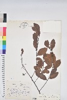 藏品(土密樹)的圖片