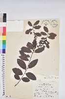 藏品(土密樹)的圖片