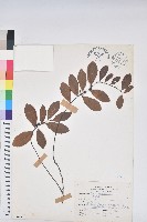 藏品(土密樹)的圖片