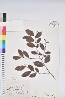 藏品(土密樹)的圖片