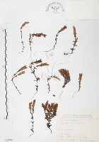 藏品(玉山龍膽)的圖片