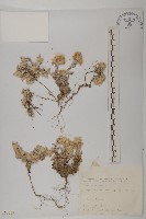 藏品(尼泊爾籟簫)的圖片