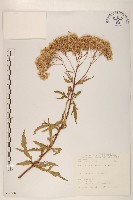 藏品(臺灣澤蘭)的圖片