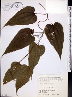 藏品(百部)的圖片