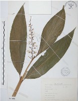 藏品(山月桃)的圖片