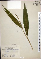 藏品(棕葉狗尾草)的圖片