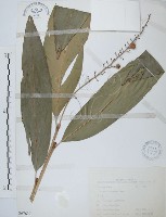 藏品(山月桃)的圖片