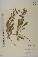 藏品(細葉假黃鵪菜)的圖片