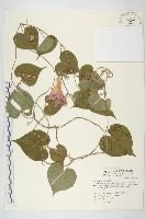 藏品(銳葉牽牛)的圖片