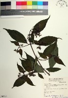 藏品(台北玉葉金花)的圖片