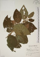 藏品(杜虹花，台灣紫珠)的圖片