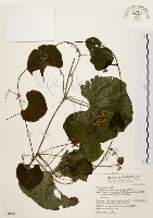 藏品(黑果馬交兒)的圖片