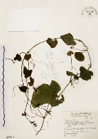 藏品(黑果馬交兒)的圖片