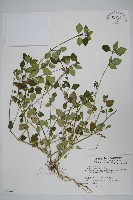 藏品(爵床)的圖片