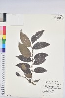 藏品(披針葉饅頭果)的圖片