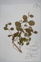 藏品(印度牛膝、土牛藤)的圖片