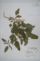 藏品(刺莧)的圖片