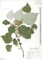 藏品(青苧麻)的圖片