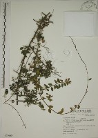 藏品(小葉黃鱔藤)的圖片