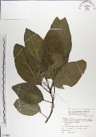 藏品(青脆枝)的圖片