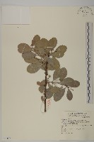 藏品(蘭嶼裸實)的圖片