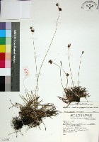 藏品(乾溝飄拂草)的圖片