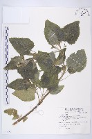 藏品(紫花霍香薊)的圖片