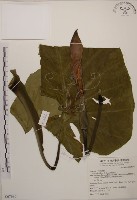 藏品(姑婆芋)的圖片