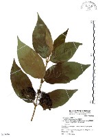 藏品(杜虹花，台灣紫珠)的圖片