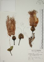 藏品(棋盤腳樹)的圖片