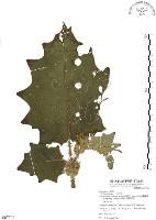 藏品(羊不食、毛茄)的圖片