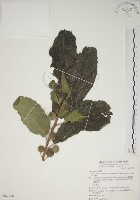 藏品(牛乳榕)的圖片