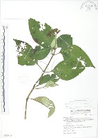 藏品(小花蛇根草)的圖片