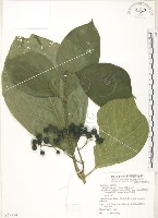 藏品(錫蘭玉心花)的圖片