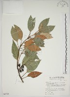 藏品(金新木薑子)的圖片