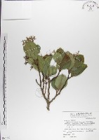 藏品(呂宋毛蕊木)的圖片