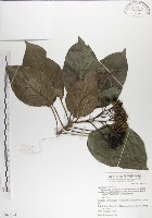 藏品(青脆枝)的圖片