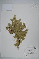 藏品(琉球黃楊)的圖片