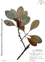 藏品(山欖、樹青)的圖片