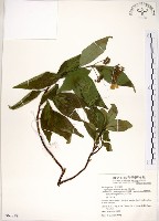 藏品(華八仙)的圖片