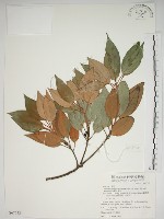 藏品(金新木薑子)的圖片