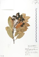 藏品(豬腳楠)的圖片